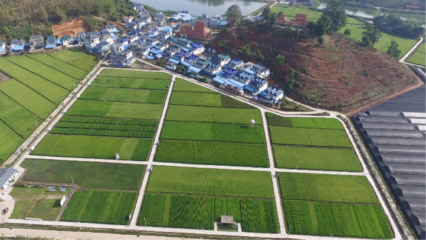 實踐勤耕讀 成長&ldquo;慧&rdquo;種稻--記云南大學多年生稻科技小院人才培養