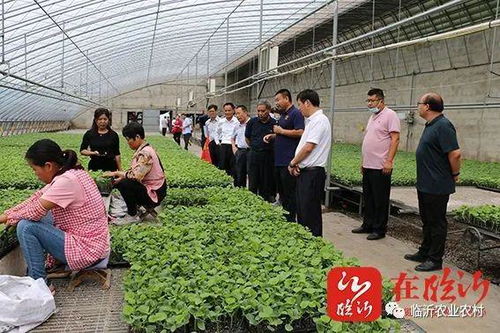 創(chuàng)新農(nóng)業(yè)科技服務(wù) 助力沂蒙鄉(xiāng)村振興 市農(nóng)科院 學(xué)悟見創(chuàng) 暨科技示范基地現(xiàn)場觀摩會(huì)活動(dòng)舉行