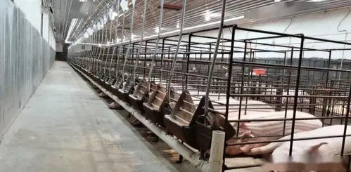 技術(shù)托管是讓你的養(yǎng)殖場(chǎng)快速變得專(zhuān)業(yè)和產(chǎn)生更好效益途徑,助農(nóng)公司為你提供專(zhuān)業(yè)的養(yǎng)殖技術(shù)托管