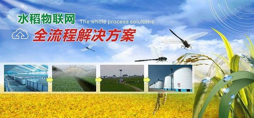 中外農(nóng)業(yè)大數(shù)據(jù)企業(yè)對壘,誰能更勝一籌?