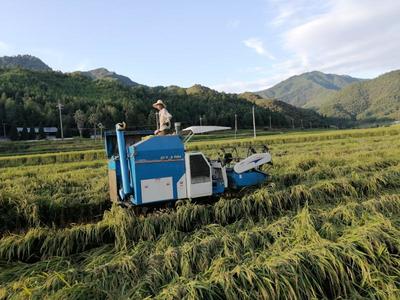 開善鄉(xiāng):社會化服務(wù)添&ldquo;三劑&rdquo;,利農(nóng)富村強(qiáng)農(nóng)業(yè)