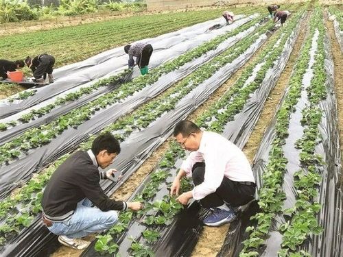 科特派二十年 鎮(zhèn)海農技服務 老黃牛 吳水祥鳳凰網寧波