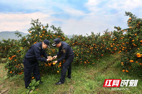 組圖丨長沙海關優(yōu)服務助力特色農產品柑橘出口