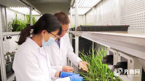 濰坊669名農(nóng)業(yè)科技人才服務(wù) 三農(nóng) 為鄉(xiāng)村振興提供智力支持