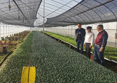 楚雄市經濟作物服務中心四舉措促蔬菜產業發展