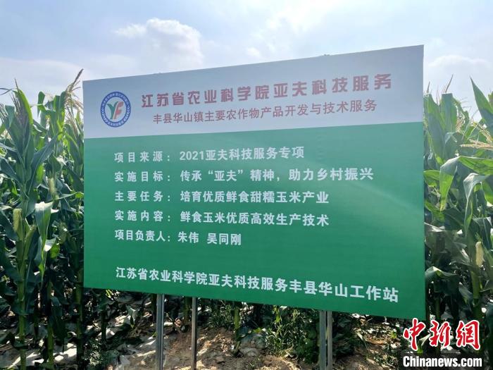 今年在大沙河畔示范種植的40畝鮮食玉米地豎起服務牌. 朱偉 攝