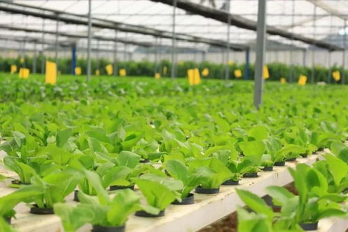 廣東一豐農(nóng)業(yè)科技公司入駐深圳灣 肇慶 新經(jīng)濟(jì)加速器