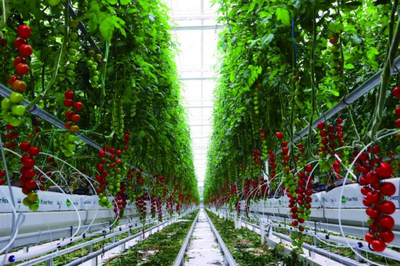 全鏈賦能 科技驅(qū)動 首農(nóng)食品集團(tuán)全力拎穩(wěn)首都'菜籃子'農(nóng)業(yè)科技服務(wù)